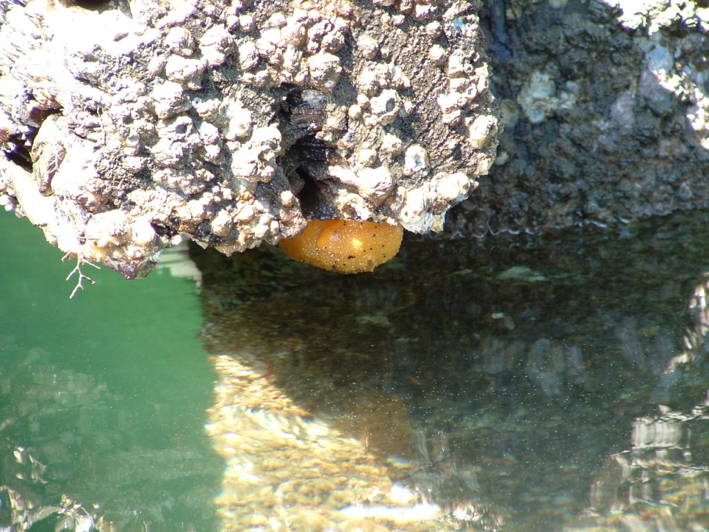 Dorid nudibranch