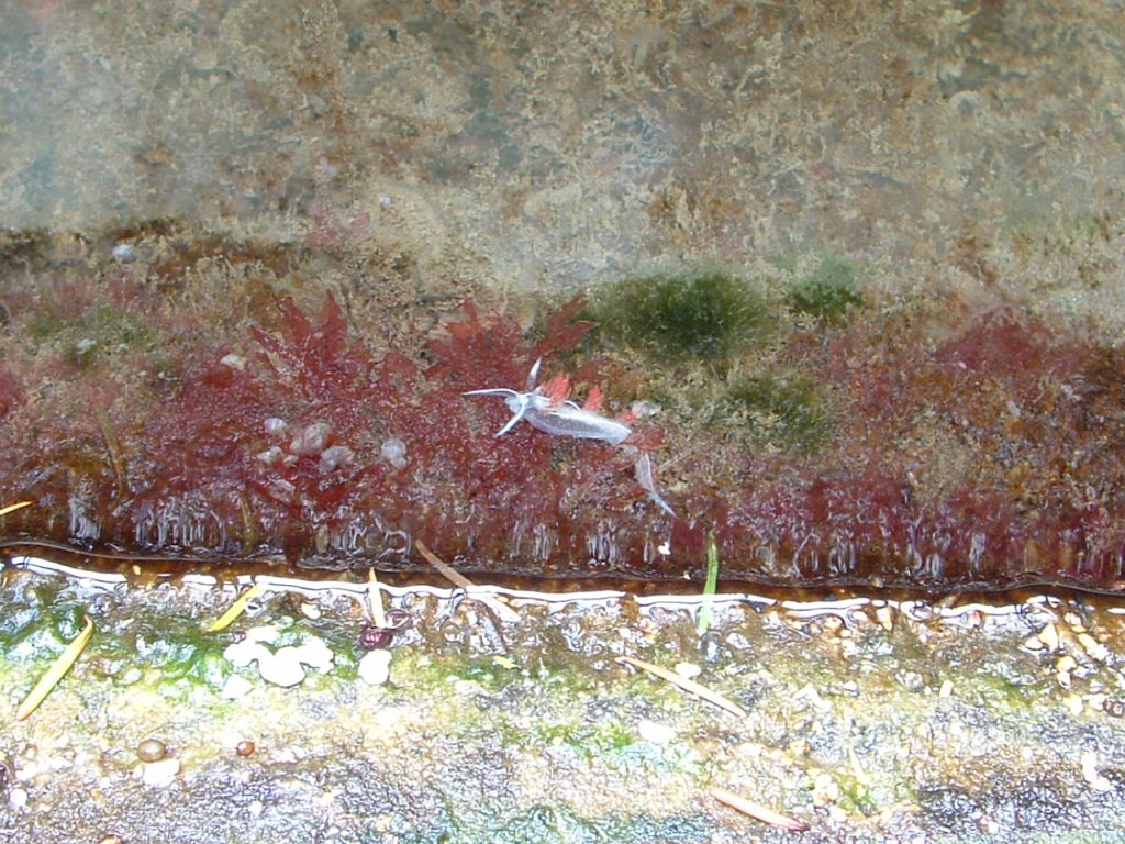 Aeolid nudibranch