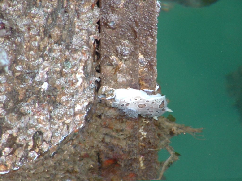 Dorid nudibranch