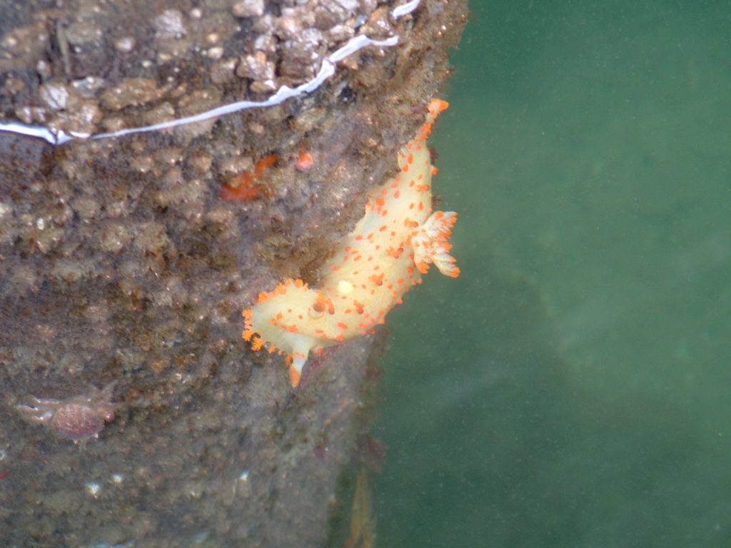 Dorid nudibranch