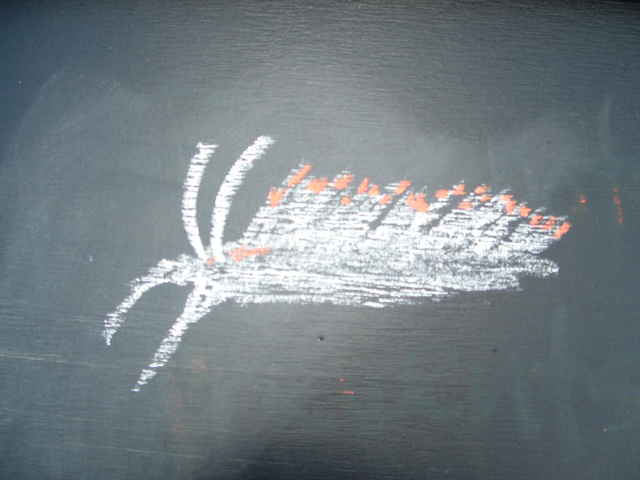 chalk drawing of an aeolid nudibranch