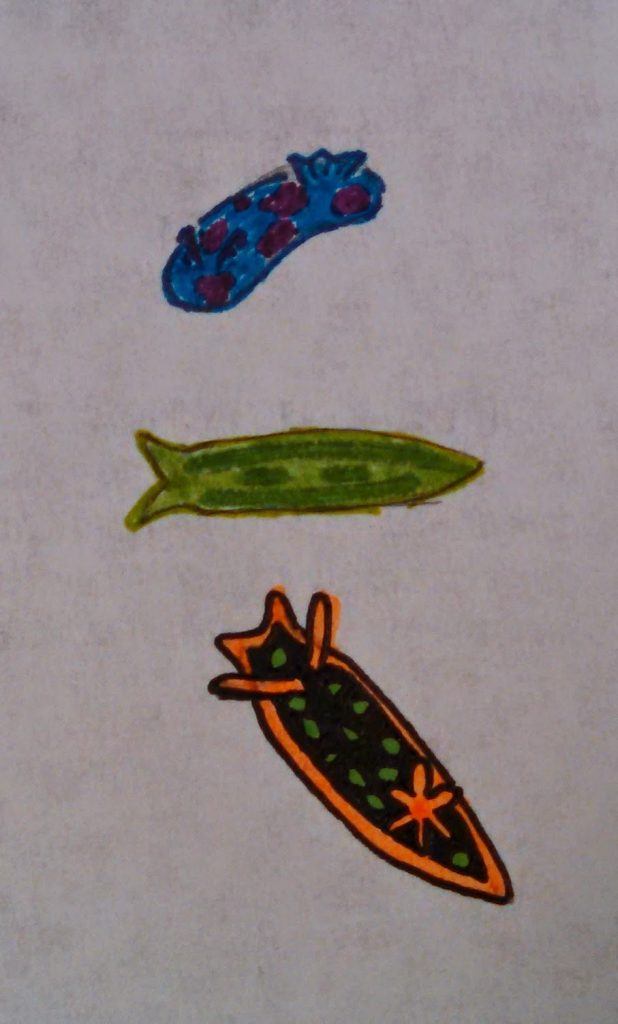 three sea slugs colored with highlighters