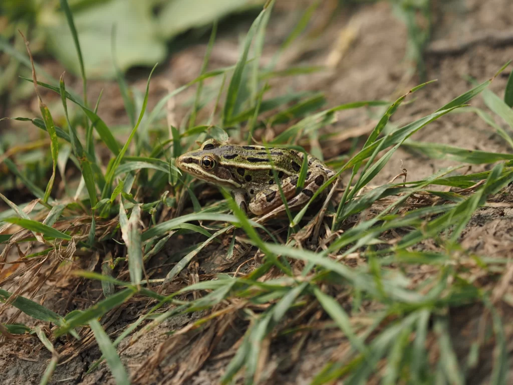 A frog in the grass