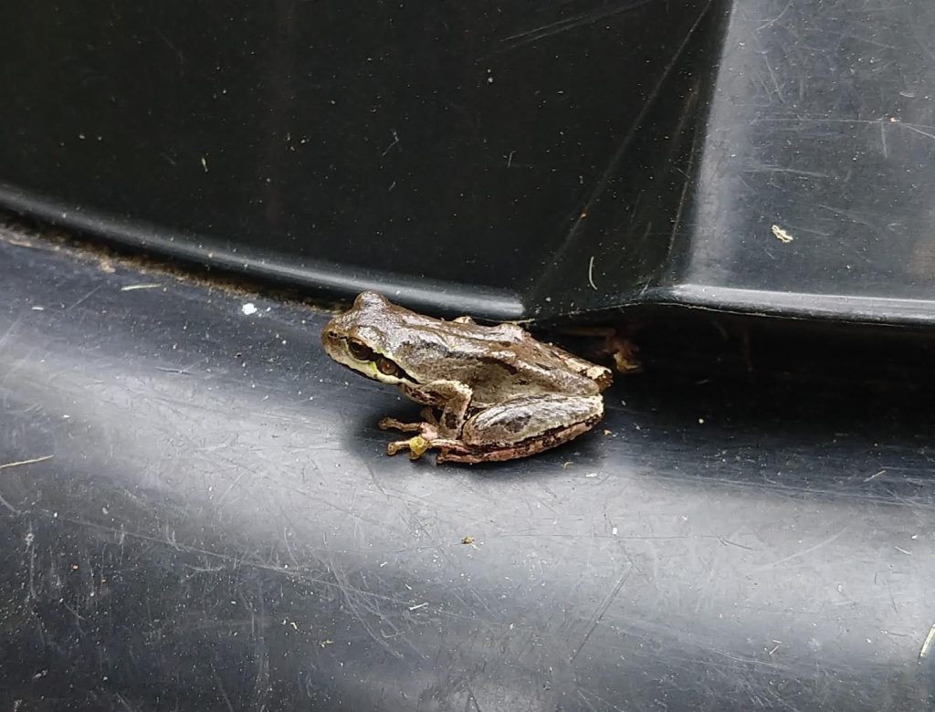 small brownish-green frog