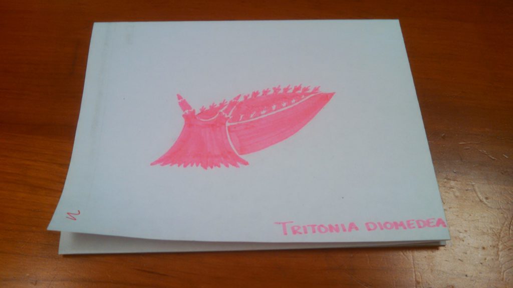 pink highlighter illustrated sea slug